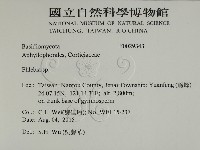 射脈菌屬藏品圖，第2張