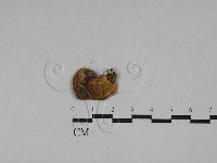 登錄號:F0029344藏品圖，第1張