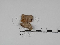 多年臥孔菌屬藏品圖，第3張