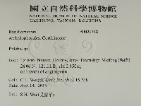 射脈菌屬藏品圖，第2張