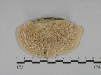 登錄號:F0029349藏品圖，第3張