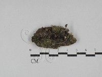 小菇屬藏品圖，第1張