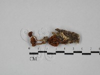 登錄號:F0029354藏品圖，第1張