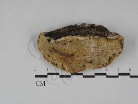 寡孔菌屬藏品圖，第3張