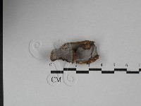 登錄號:F0029358藏品圖，第1張