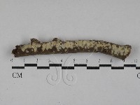 登錄號:F0029361藏品圖，第1張
