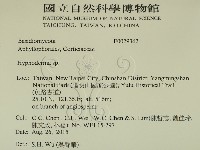 絲皮菌屬藏品圖，第2張