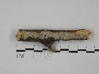 絲皮菌屬藏品圖，第1張