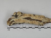登錄號:F0029369藏品圖，第1張
