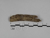 擬筍殼菌屬藏品圖，第1張