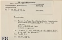 擬筍殼菌屬藏品圖，第3張