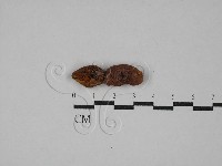 登錄號:F0029374藏品圖，第1張