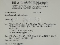 射脈菌屬藏品圖，第2張