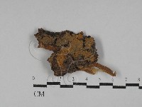 射脈菌屬藏品圖，第1張