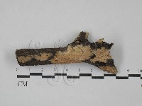 絲齒菌屬藏品圖，第1張