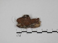 刺革菌屬藏品圖，第1張