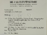 射脈菌屬藏品圖，第2張