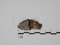 登錄號:F0029385藏品圖，第1張