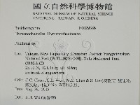 木層孔菌屬藏品圖，第2張