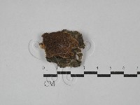 木層孔菌屬藏品圖，第3張