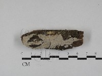 刺皮菌屬藏品圖，第1張