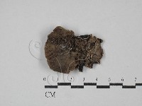 毛木耳藏品圖，第3張