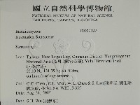 韌革菌屬藏品圖，第2張