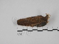 木層孔菌屬藏品圖，第1張