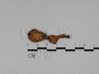 登錄號:F0029402藏品圖，第1張