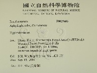 絲齒菌屬藏品圖，第2張