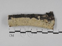 顯絲菌屬藏品圖，第1張
