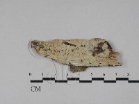 登錄號:F0029407藏品圖，第1張