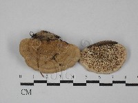 登錄號:F0029408藏品圖，第1張
