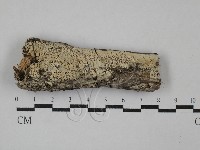 絲齒菌屬藏品圖，第1張