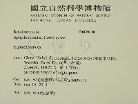 絲齒菌屬藏品圖，第2張
