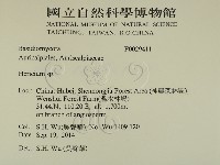 猴頭菇屬藏品圖，第2張