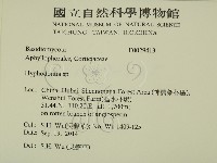 絲齒菌屬藏品圖，第2張