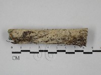 絲齒菌屬藏品圖，第1張