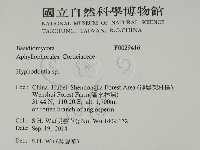 絲齒菌屬藏品圖，第2張