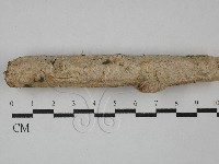 絲齒菌屬藏品圖，第1張