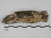 顯絲菌屬藏品圖，第1張