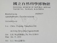 靈芝屬藏品圖，第2張