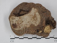 靈芝屬藏品圖，第3張