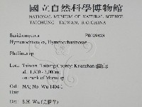 木層孔菌屬藏品圖，第2張