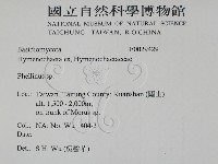 木層孔菌屬藏品圖，第2張