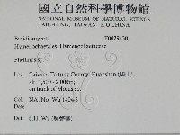 木層孔菌屬藏品圖，第2張
