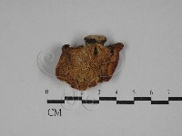 多孔菌屬藏品圖，第3張
