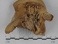 登錄號:F0029435藏品圖，第1張