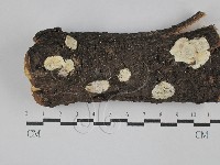 骨皮菌屬藏品圖，第1張