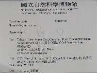韌革菌屬藏品圖，第2張